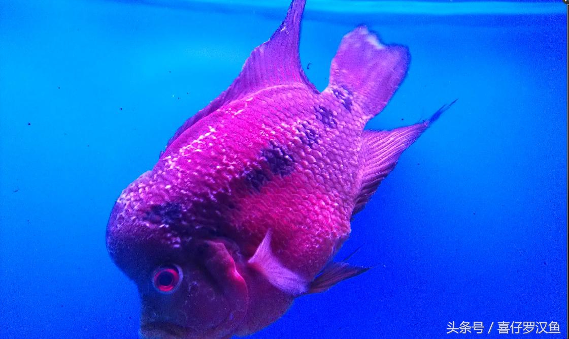 罗汉鱼有水霉病怎么办,罗汉鱼的水霉病怎么治疗