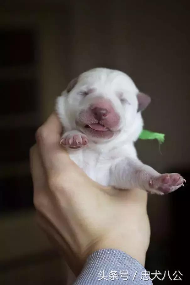 狗妈妈紧急剖腹产，主人全程记录见证历史时刻