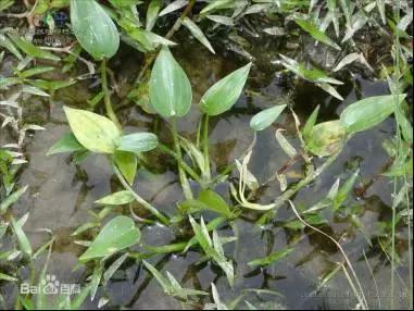 田间杂草功效和作用,田里杂草特效药