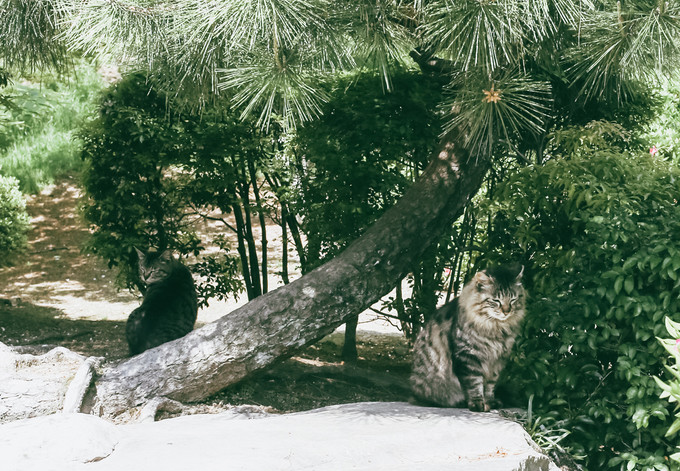 紫藤花开的季节去看锦鲤成了精，据说转发会有好运