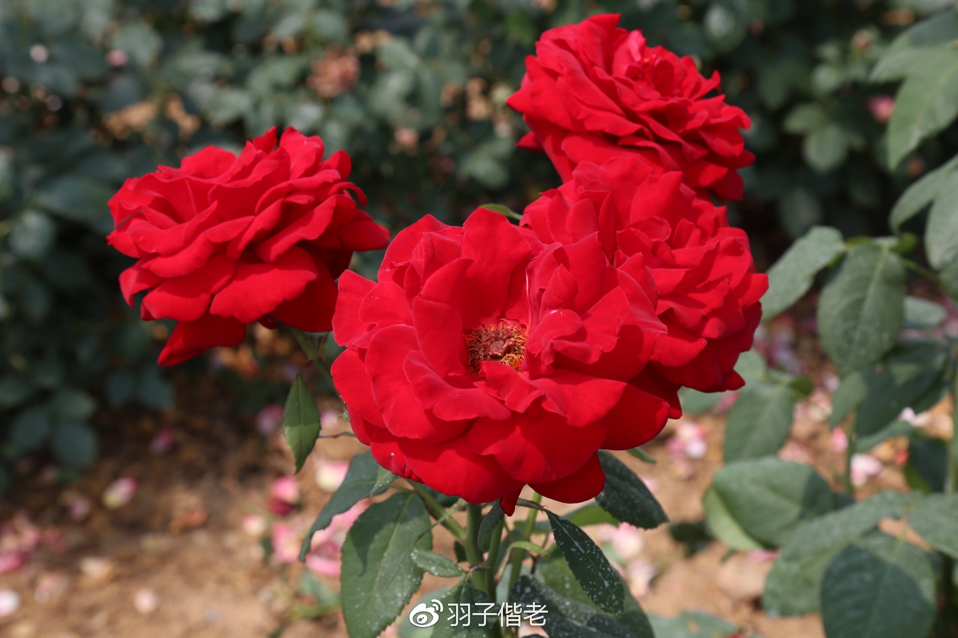 溧阳日日春农庄一日游,溧阳日日春农庄