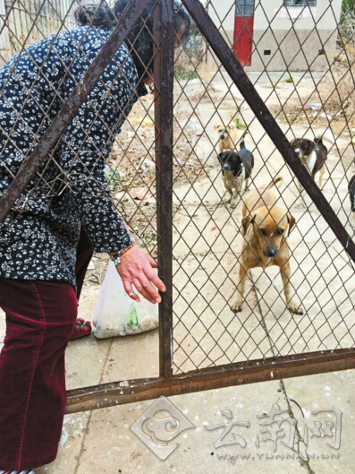 昆明国贸路与宝海路口4小狗坐路中一年守望喂养主人