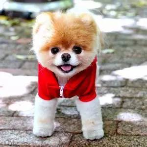 娆ч槼鑻辫鍚姏,娆ч槼鍚姏