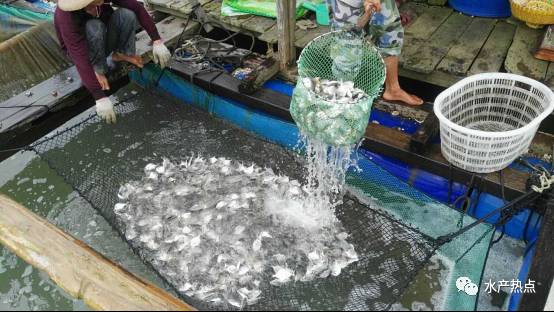 2020年金鲳鱼全国总产值,金鲳鱼养殖行情