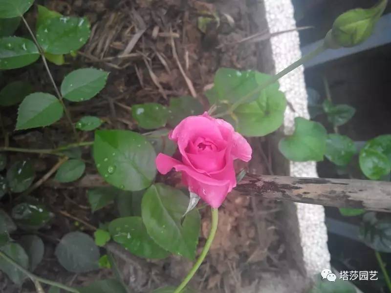 小城花事，泥土中滋生的花园梦