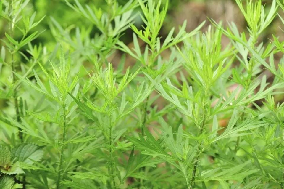 艾草的用法有很多你具体知道哪些,艾草的用法主要有几种图片