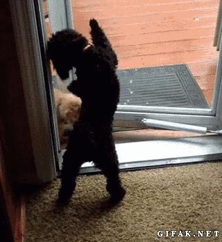 猫咪为了吃到肉有多努力,猫咪为了干饭努力的身影真感动