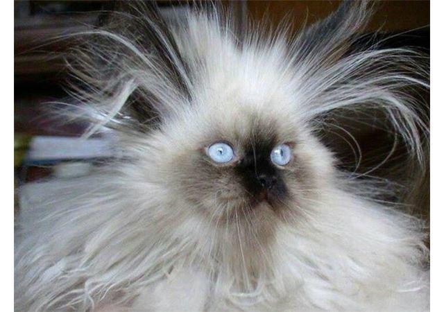 细软发质拉直很毛躁,细软发质烫法式卷偏直怎么回事