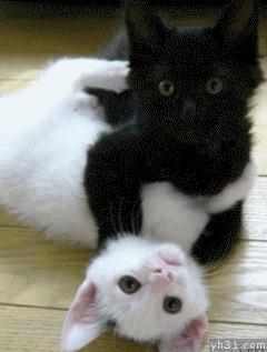 全球懵逼猫咪大全