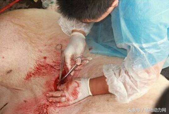 母猪产前需要做哪些工作,母猪产前产后做哪些预防