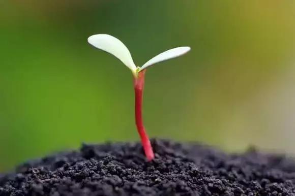 为什么现在的种子发芽还是活不了,种子为什么不发芽