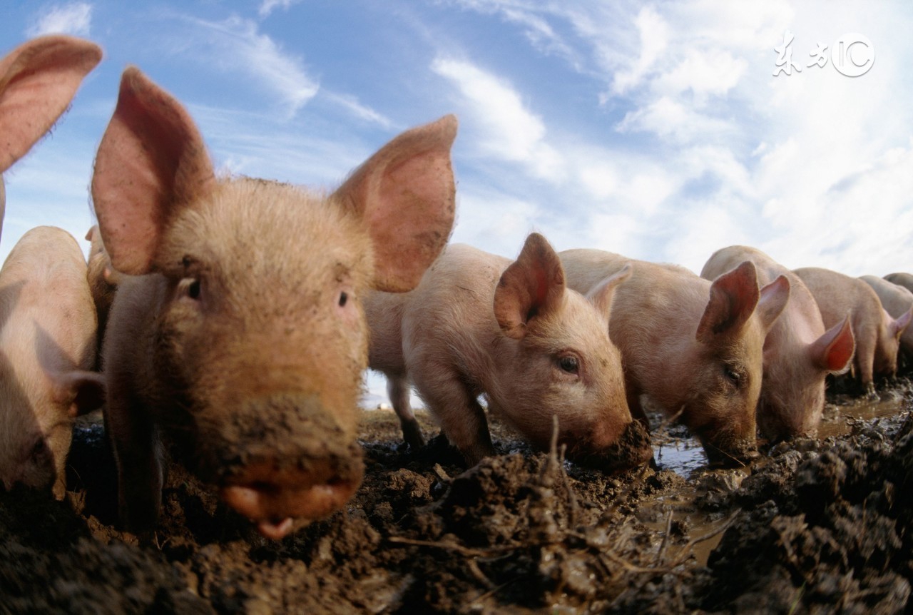 猪崽身上红出水泡怎么回事,猪崽出生皮肤红怎么回事