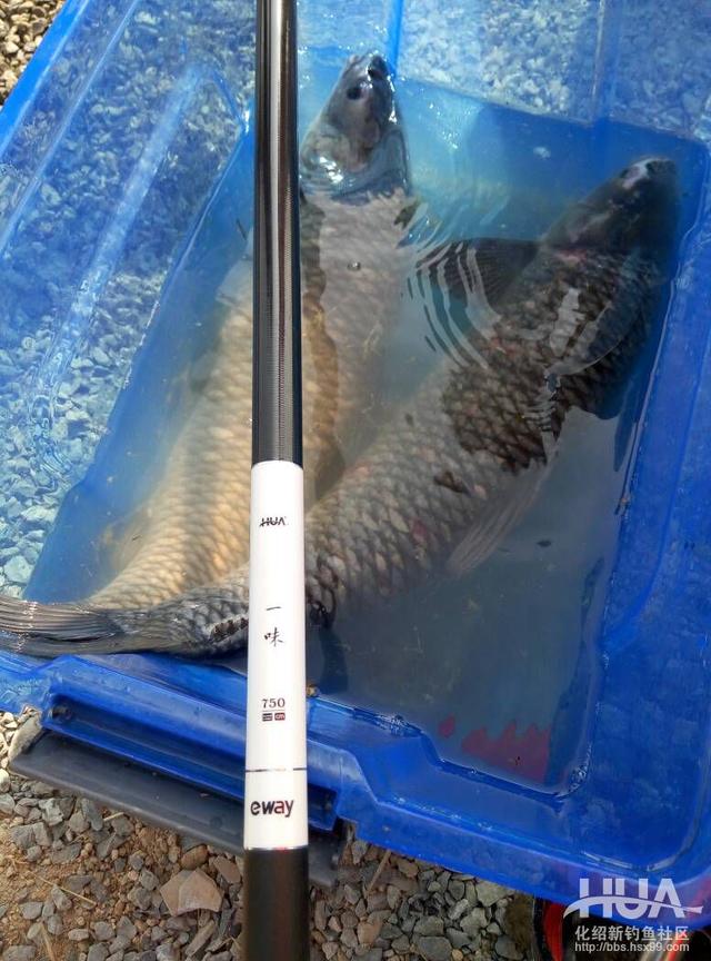 一味EX大鱼榜全国征集,擂主挑战进行中