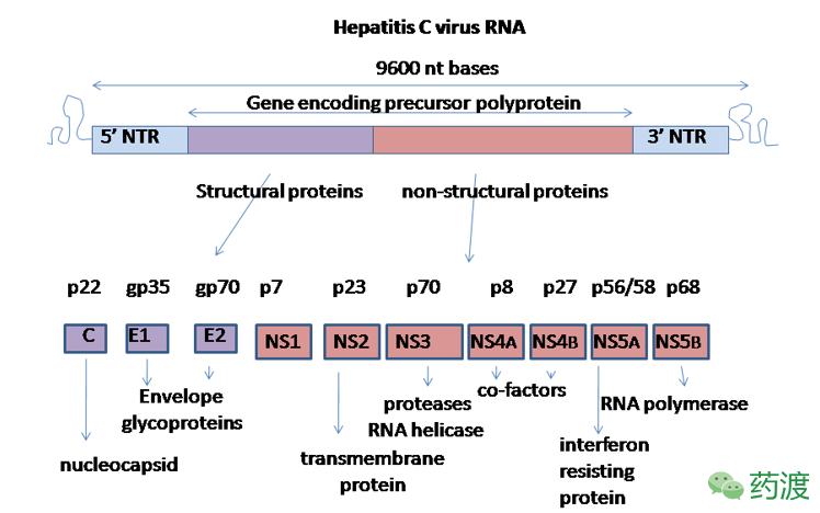 丙肝新药索非布韦为什么这么贵,丙肝新药索非一疗程需要多少钱
