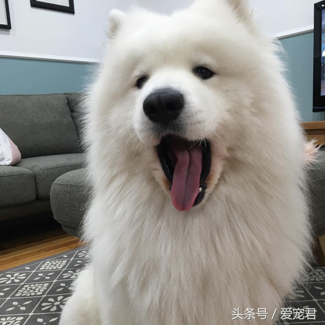 狗狗耳朵原来是立的怎么会垂下去,萌宠趣事是什么意思