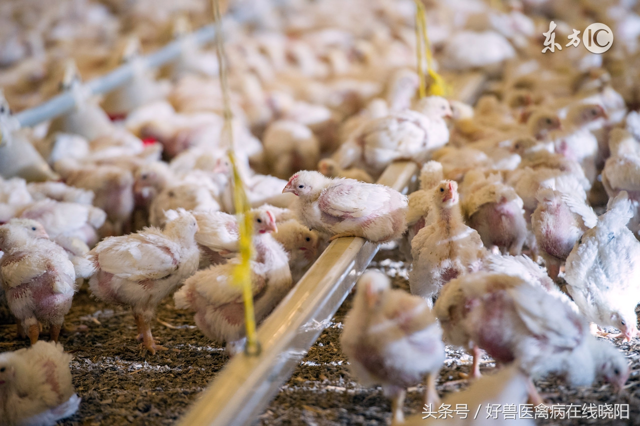 气囊炎发病原因,小鸡气囊炎发病原因