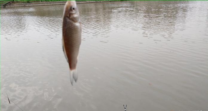 有毛不算秃含义,有毛不算秃怎么回复