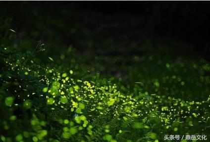 萤火虫团购网,萤火虫团购推荐