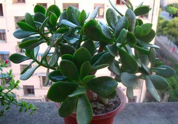 四种有毒的盆栽,家里有毒的盆栽有哪些