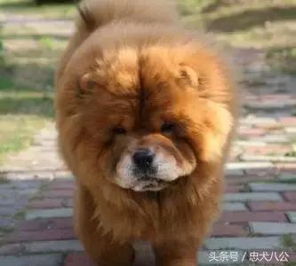 最好看的松狮犬,深紫之舌松狮犬