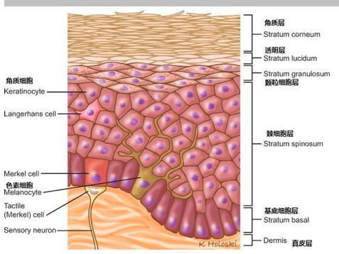 敷面膜的误区是真的吗,俏颜格面膜