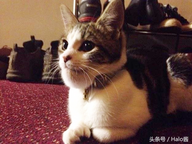 哭笑不得！猫狗大战蜜蜂后……主人该如何及时护理？
