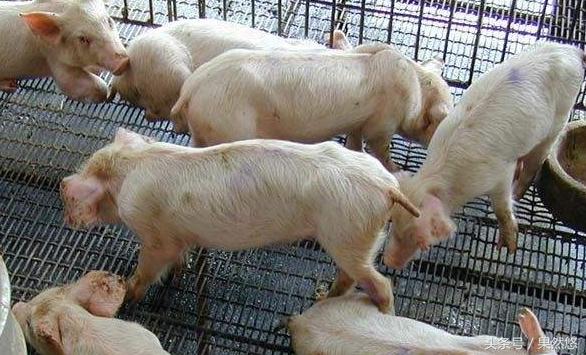 三分钟攻克猪病,猪病50种常见猪病兽医治疗方案