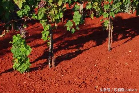 美女讲师梅康妮大师班揭秘多样化的维多利亚（附21个子产区名）