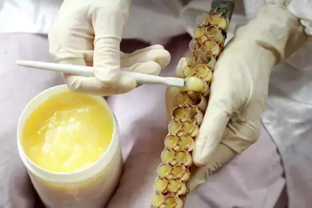 养生滋补之蜂产品 (日本养生滋补之蜂产品)