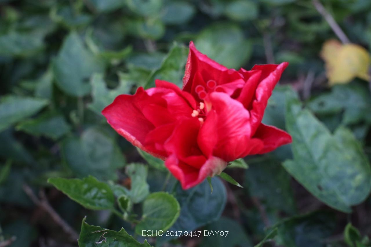 珠海赏花,现在珠海哪里赏花