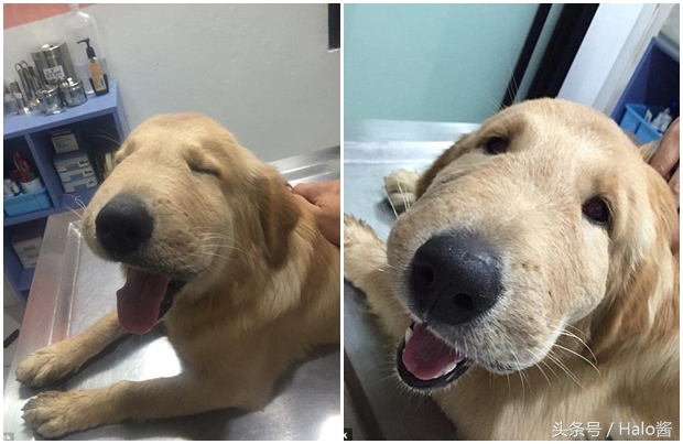 哭笑不得！猫狗大战蜜蜂后……主人该如何及时护理？