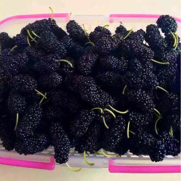 采摘园摘桑葚吃,桑椹采摘园吃桑椹