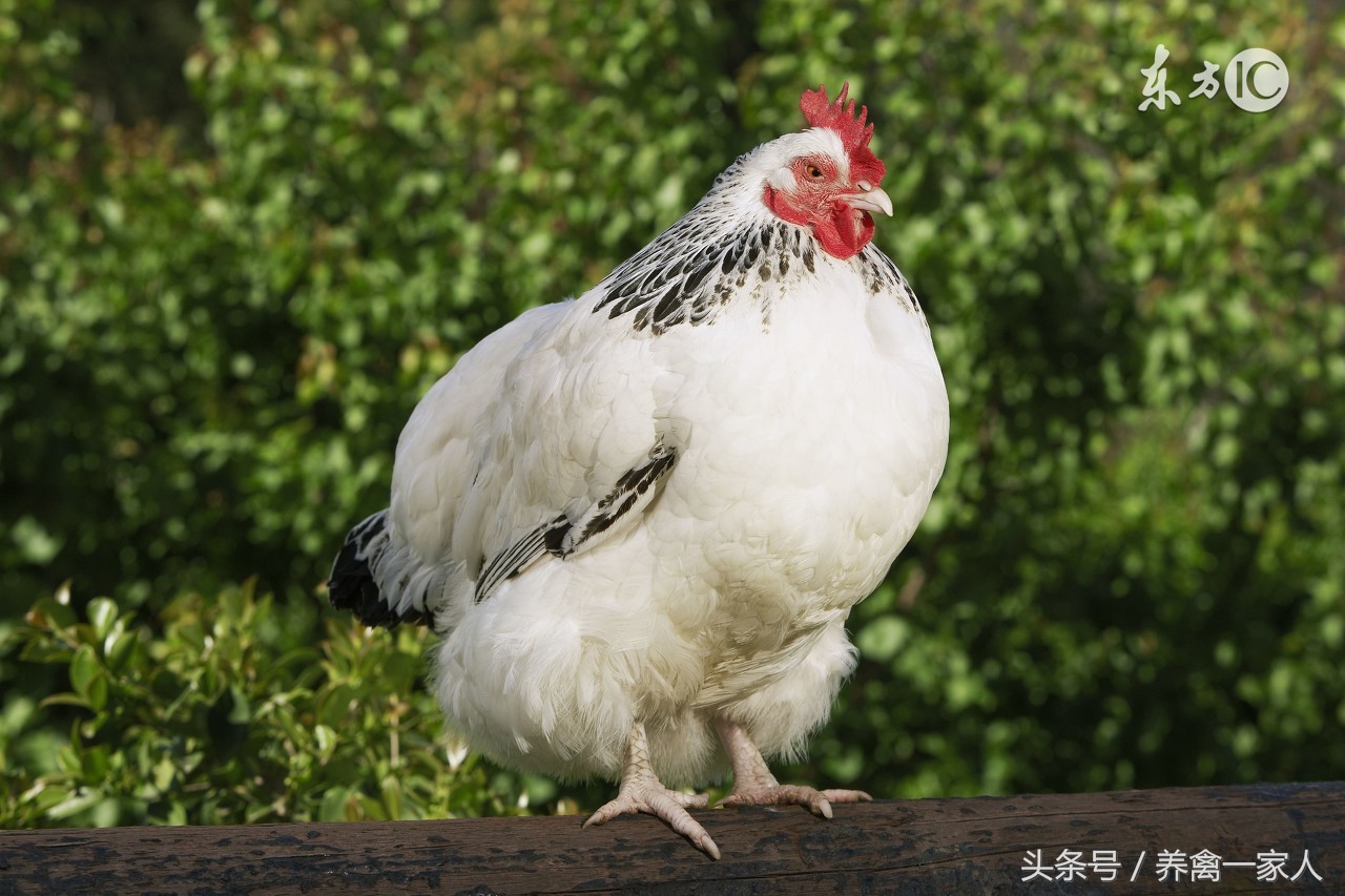 养鸡用松针粉有什么好处,养鸡省钱绝招大全