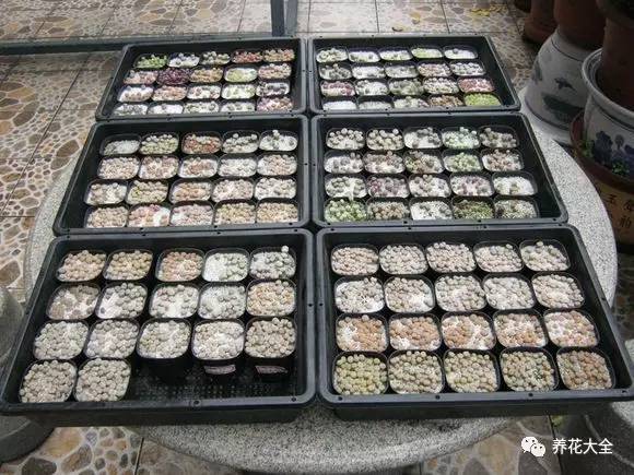 多肉有毒到底有多可怕 (各种多肉有毒吗)