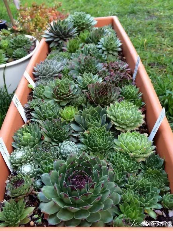 多肉有毒到底有多可怕 (各种多肉有毒吗)