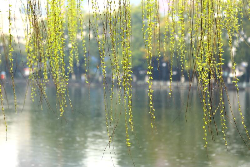 赵炜视频,赵炜作品