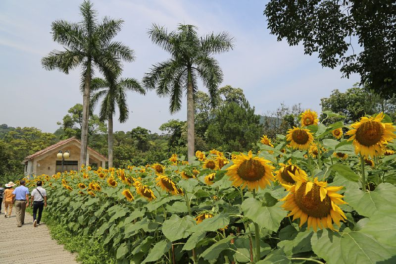 广州长隆六一小孩免门票标准,六一儿童节长隆免票吗