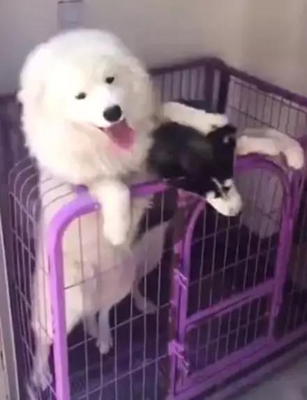 主人回家萨摩耶跑过来,萨摩耶与哈士奇争宠