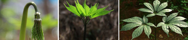 心绞痛能治愈的只有硝酸甘油,硝酸甘油为什么能缓解心绞痛