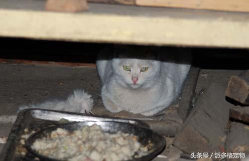 猫妈妈带着小猫向人求助,猫妈妈发现小猫不见了猫妈妈疯了