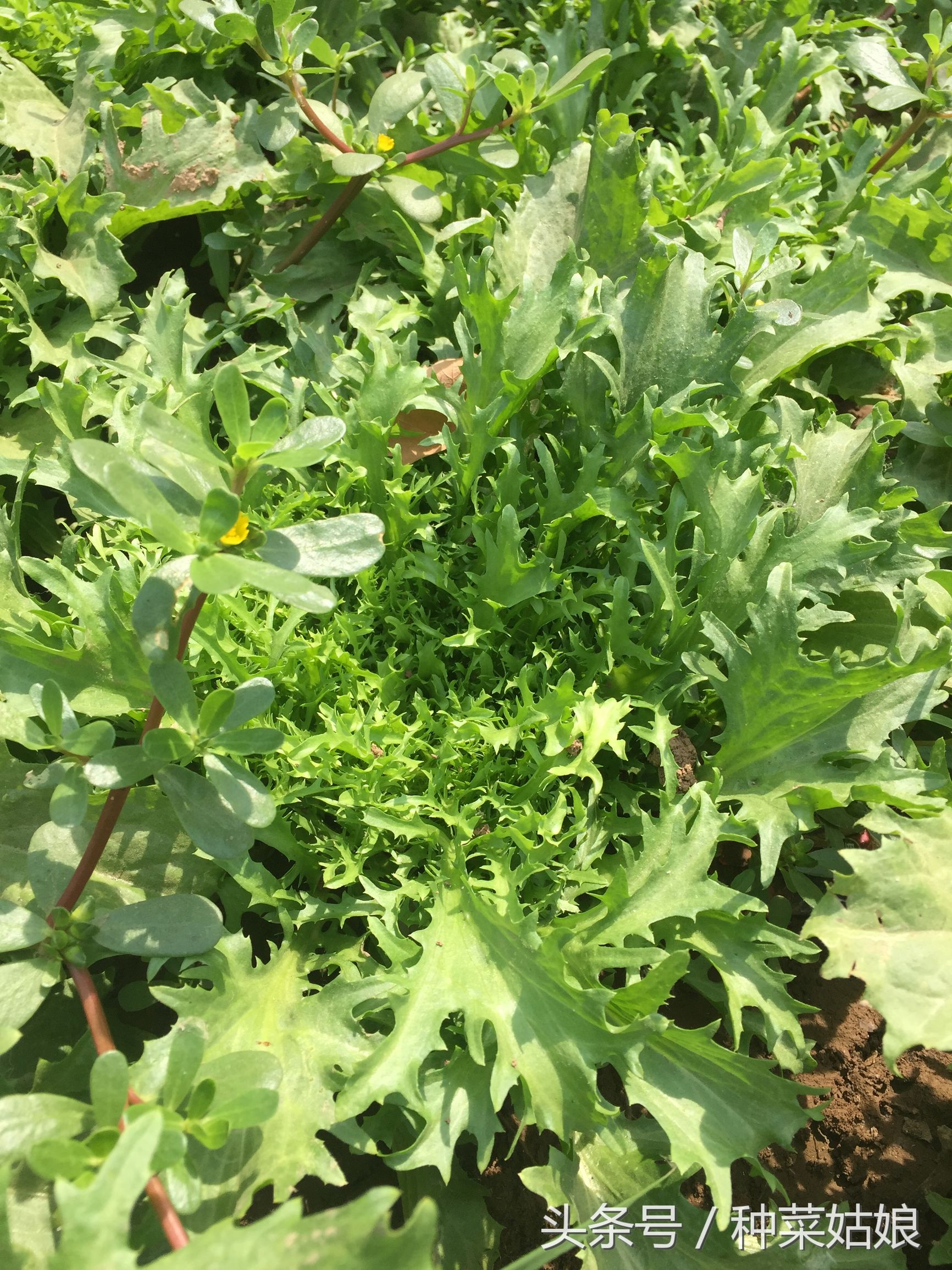 种菜中有虫怎么办,自己种菜不用农药怎么防止病虫害