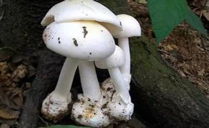 去野外采蘑菇意外发现巨毒蘑菇,采蘑菇发现毒蘑菇