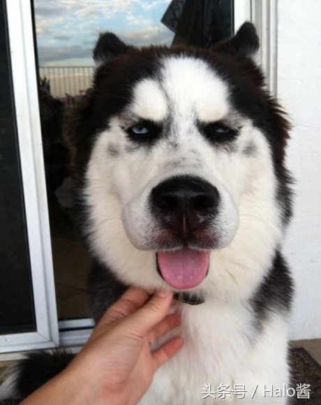 哭笑不得！猫狗大战蜜蜂后……主人该如何及时护理？