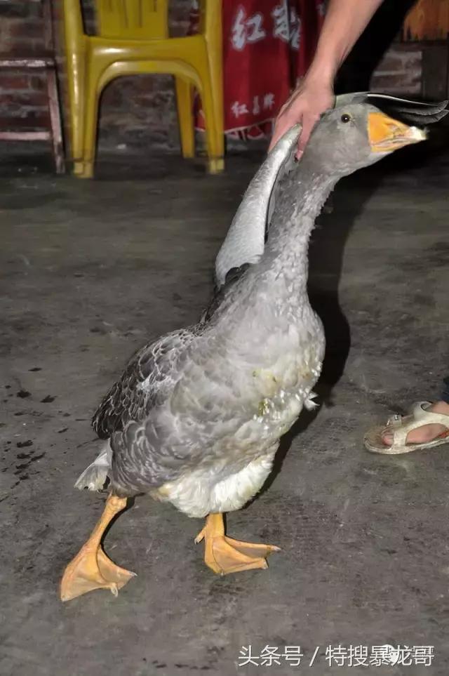 中山南头烧鹅网红美食排行榜,中山南头最好吃的烧鹅