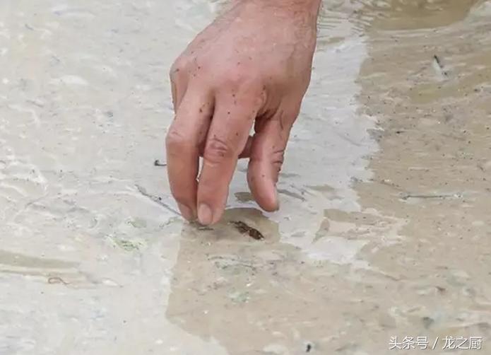 农民田里抓它是农村的一种野味一斤可卖到300元