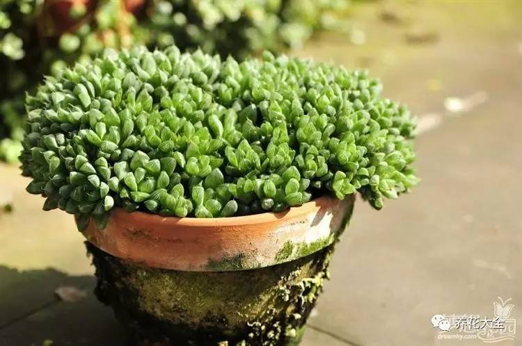 多肉有毒到底有多可怕 (各种多肉有毒吗)