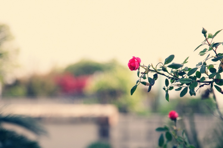 农家小院田园风光的优美诗句,山水田园诗八首