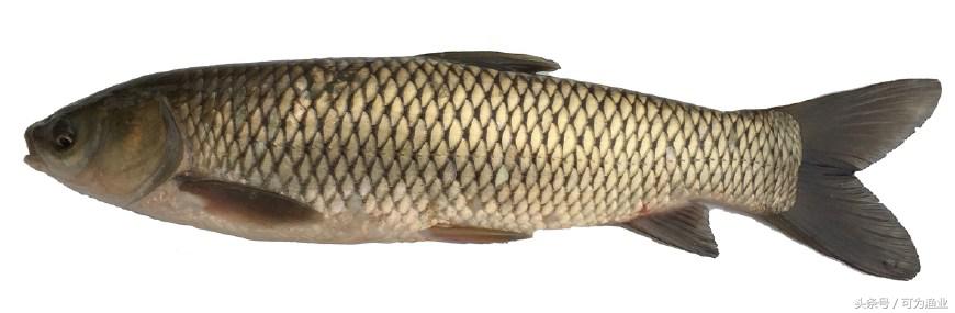 一例由指环虫引起的草鱼烂鳃病的防治