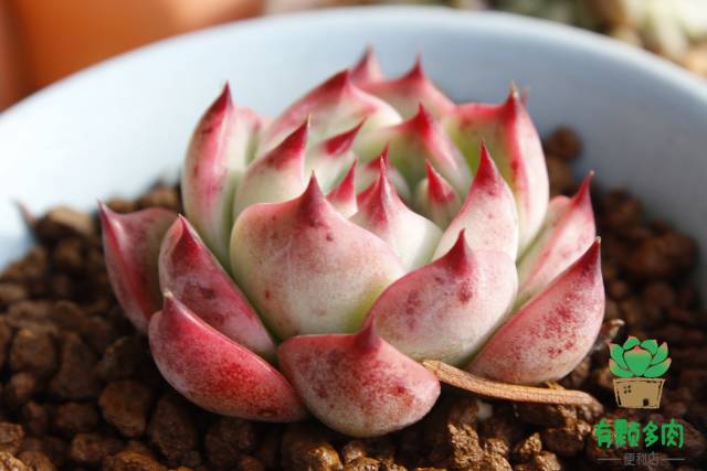 吉娃娃正版颜色,正版吉娃娃