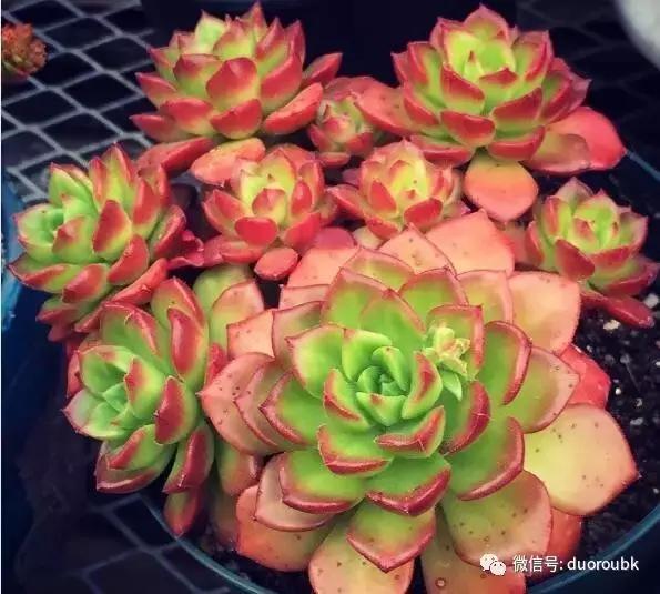 多肉蒂亚小苗怎么养才能爆盆,多肉植物火焰蒂亚徒长了怎么办